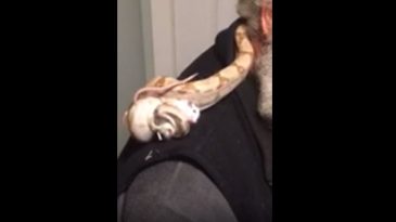 snake